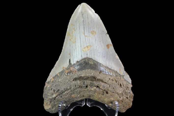 Megalodon Tooth - North Carolina #67156